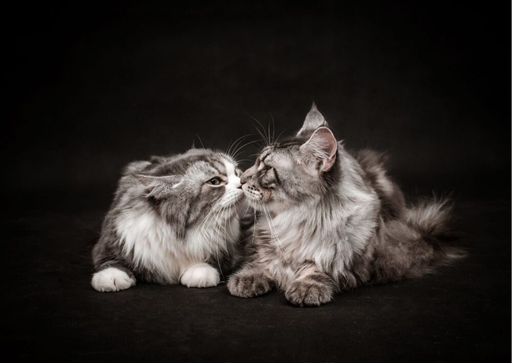 dois gatos se beijando. teste o seu tipo de beijo